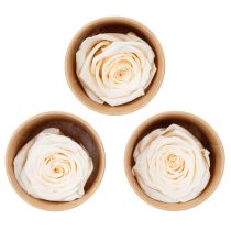 Artikel Konservierte Rosenköpfe Creme 5cm 6 Stück für langlebige Dekorationen und florale Kreationen