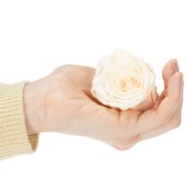 Artikel Konservierte Rosenköpfe Creme 5cm 6 Stück für langlebige Dekorationen und florale Kreationen