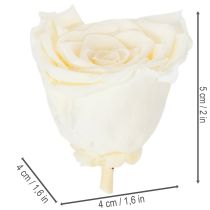 Artikel Konservierte Rosenköpfe Weiß 5cm 6er-Set Elegante Dekoration für Hochzeit und Events