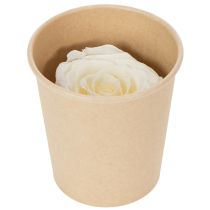 Artikel Konservierte Rosenköpfe Weiß 5cm 6er-Set Elegante Dekoration für Hochzeit und Events