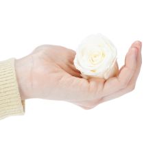 Artikel Konservierte Rosenköpfe Weiß 5cm 6er-Set Elegante Dekoration für Hochzeit und Events