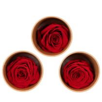 Artikel Set aus 6 roten konservierten Rosen 5 cm langlebige Dekoration für Hochzeit und Wohnraum