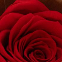 Artikel Set aus 6 roten konservierten Rosen 5 cm langlebige Dekoration für Hochzeit und Wohnraum