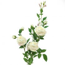 Rosenzweig Crème/Rosè 100cm