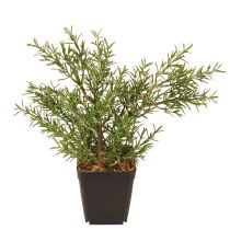 Artikel Rosmarin Kunstpflanze im Topf Tischdeko pflegeleicht H24cm