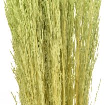 Straußgras Agrostis Capillaris Trockengräser Grün 65cm 80g