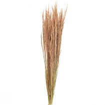 Rotes Straußgras Agrostis Trockengräser Rotbraun 65cm 80g