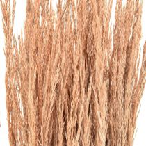 Rotes Straußgras Agrostis Trockengräser Rotbraun 65cm 80g