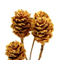 Artikel Salignum hell 4-6 Blüten am Zweig Leucadendron 100 St