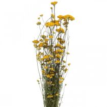 Bund Currystrauch, Trockenblume Gelb, Sonnengold, Italienische Strohblume L58cm 45g