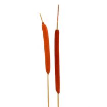 Schilfkolben Mix Orange 100St