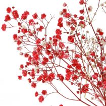 Artikel Gypsophila Trockenblumen Rot 50cm 55g für festliche Deko und Events