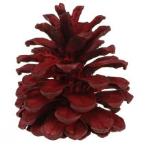 Artikel Schwarzkiefernzapfen Deko Bordeaux Rot 6-8cm Naturlook 6er-Set