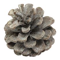 Schwarzkiefernzapfen 5-9cm weiß gewaschen 1kg