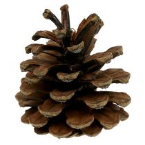 Schwarzkiefernzapfen Natur 5kg