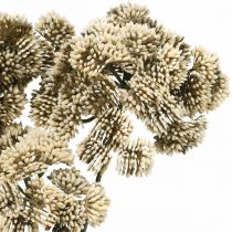 Artikel Sedum Kunstblume Fetthenne Creme Blumendeko Herbst 70cm 3St