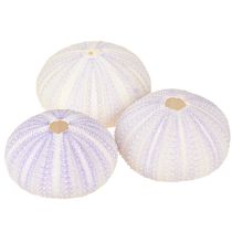 Artikel Seeigel Schale Dekoration Weiß-Violett Ø4-6cm 12 Stück für Floristik & Maritimes Design