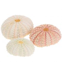 Seeigel Rosa Maritime Deko 36St