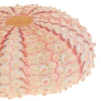 Seeigel Rosa Maritime Deko 36St