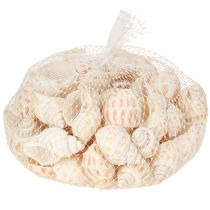 Artikel Seeschnecken Natur 300g Dekorationsartikel maritime Deko DIY