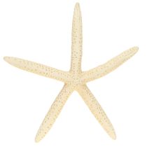 Artikel Seestern Deko Natur getrocknet echt 15-17cm 10St maritime Dekoration