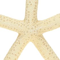 Artikel Seestern Deko Natur getrocknet echt 15-17cm 10St maritime Dekoration