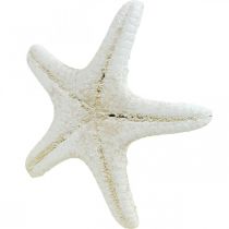 Artikel Seestern Deko Weiß, Getrocknete Seesterne zum Basteln 7-11cm 15St
