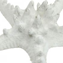 Seesterne Deko groß getrocknet Weiß Noppenseestern 15-18cm 10St
