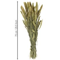 Artikel Borstenhirse Trockenblumen 75cm 220g für Innenraumdekoration