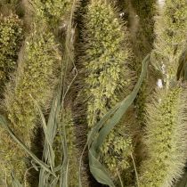 Artikel Borstenhirse Trockenblumen 75cm 220g für Innenraumdekoration