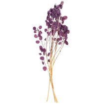 Artikel Silberblatt getrocknet Lunaria Mondviole Lila Dekoration 65-70cm 20g