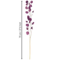 Artikel Silberblatt getrocknet Lunaria Mondviole Lila Dekoration 65-70cm 20g
