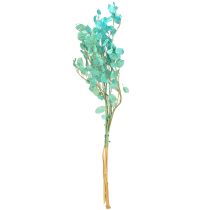 Artikel Silberblatt Mondviole Hellblau 65-70cm Trockenblumen Deko