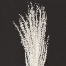 Artikel Trockenblumen Silbergras 70cm Natürliche Dekoration für Innenräume