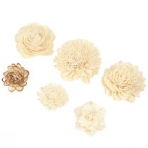 Artikel Sola Blumen Deko Holzblumen Creme 6-11cm 12-15 Stk
