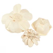 Artikel Sola Blumen Deko Holzblumen Creme 6-11cm 12-15 Stk