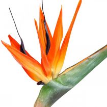 Strelizie reginae Kunstblume Orange Paradiesvogelblume L85cm