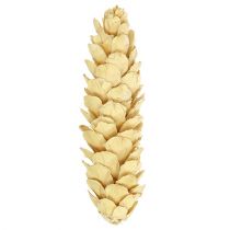 Strobus gebleicht 15cm-20cm 50St