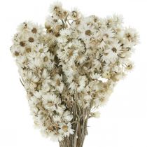 Strohblumen Trockenblumen Bouquet Weiß Klein 15g