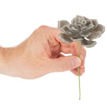 Artikel Künstliche Sukkulente aus Wachs mit Drahtkern, Grau-Grün, 8 cm Ø, Set à 8 Stück