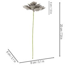 Artikel Künstliche Sukkulente aus Wachs mit Drahtkern, Grau-Grün, 8 cm Ø, Set à 8 Stück