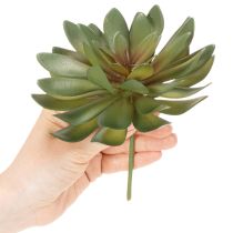 Artikel Künstliche Sukkulente grün 18cm 3er-Set aus Kunststoff für Innenräume