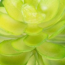 Artikel Künstliche Sukkulente Grün, 10 cm Höhe, Set aus 4 Stück, Dekoration für Schale oder Vase