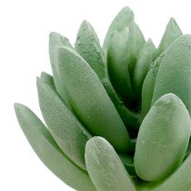 Artikel Sukkulente Echeveria Ø6,5cm L11cm 6St