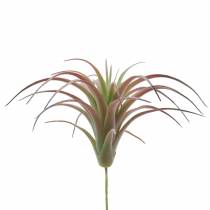 Tillandsie Grün-Rot beflockt 15cm 4St