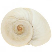 Tischdeko Maritim, Leere Schneckenhäuser Weiß 4–5cm Mix 500g