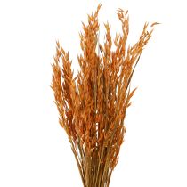 Artikel Trocken-Deko Hafer Orange 64cm Herbstdeko Floristik 70-75g 2St