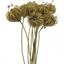 Trockenblumen Deko Fenchel Grün 50cm Bund à 10St