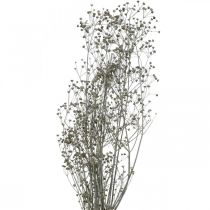 Trockenblume Massasa Geweißt Dekozweige 50-55cm Bund von 6St