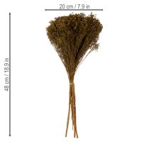 Artikel Trockenblume Broom Bloom Olivgrün Bund 48cm 160g für Trockenarrangements